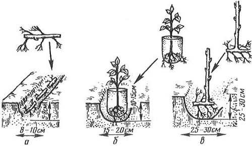 Как посадить малину осенью на даче - пошаговая инструкция с видео