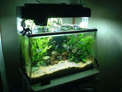Как выбрать светодиодный светильник для вашего аквариума