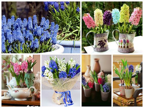 Какие цветы дарят женщинам на 8 марта: топ лучших с фото, видео