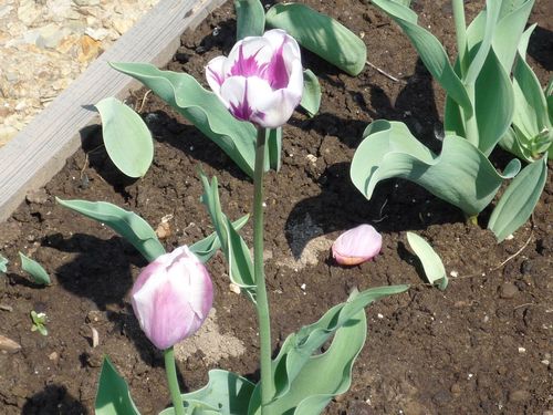 Когда сажать тюльпаны осенью, рекомендации профессионалов