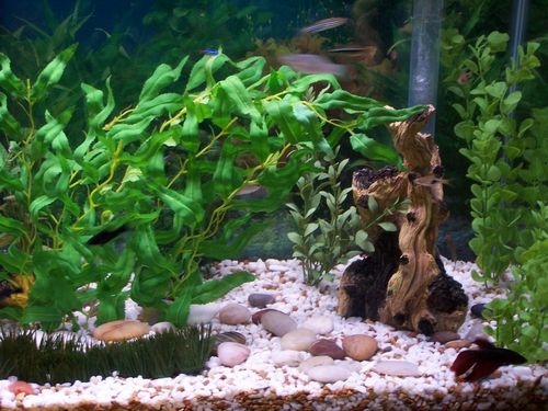 Оформление аквариумов своими руками: фото, видео, примеры