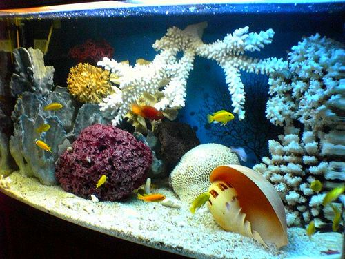 Оформление аквариумов своими руками: фото, видео, примеры